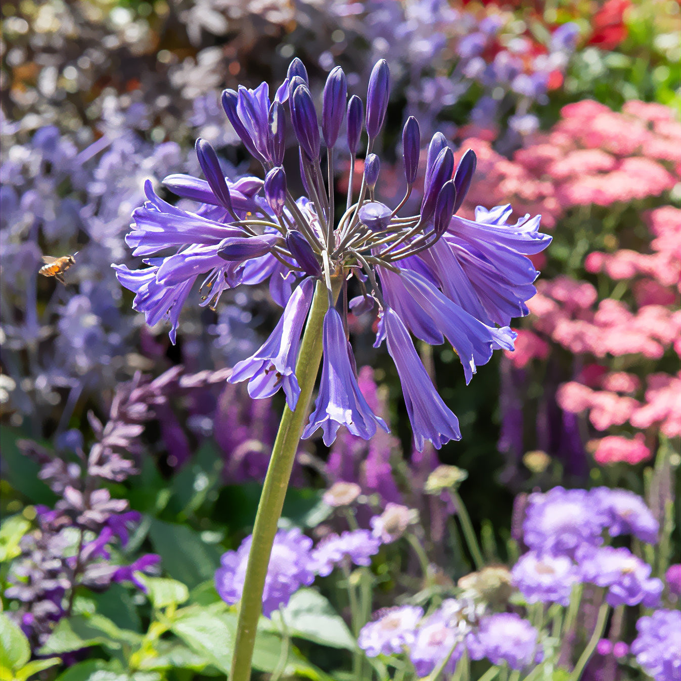 Agapanthus - Schmucklilie Black Pantha - Agapanthus Black Pantha