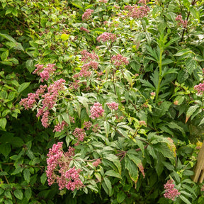 Wasserdost ‘Plenum’ - Eupatorium cannabinum Plenum - Willemse