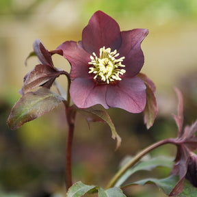 Lenzrose ‘Black’ - Willemse