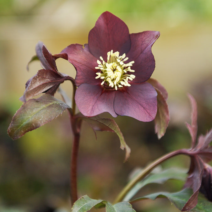 Lenzrose ‘Black’ - Willemse