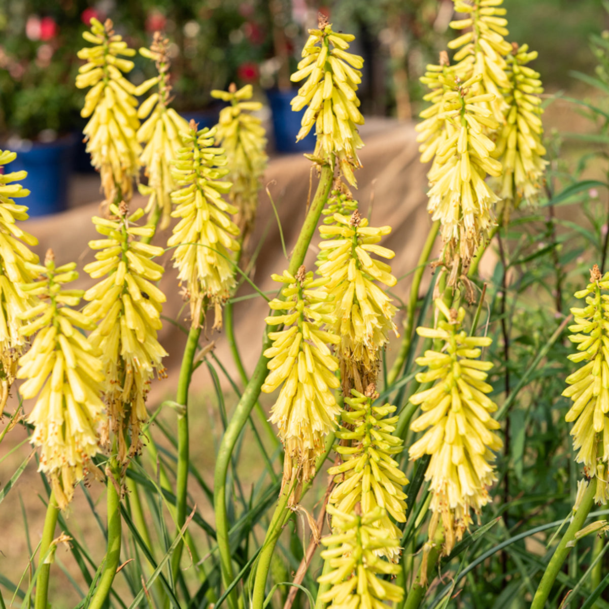 Fackellilie ‘Lemon Popsicle’ - Willemse