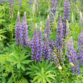 Lupin Gallery Blue - Lupinus Gallery Blue - Willemse