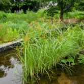 Gräser - Wohlriechende Erdmandel - Cyperus longus