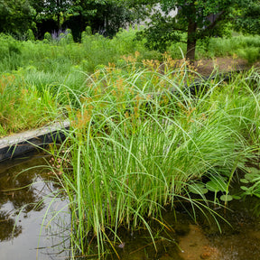 Gräser - Wohlriechende Erdmandel - Cyperus longus
