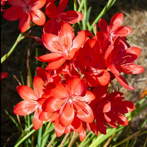 Kaffernlilie 'Major' - Schizostylis coccinea major - Willemse