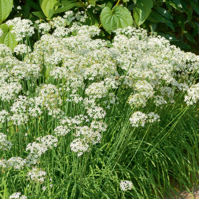 Schnittknoblauch - Allium tuberosum - Willemse