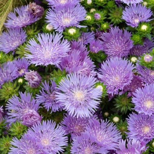 Stokesie ‘Mels Blue’ - Willemse