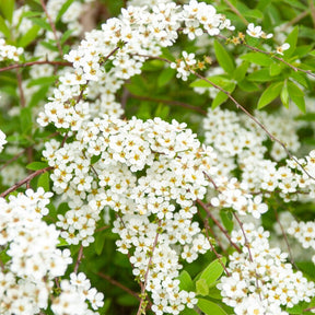 Spiraea - Spierstrauch arguta - Spiraea arguta