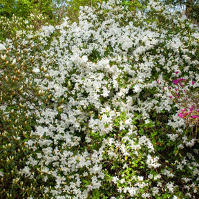 Azalea palestrina - Japanische Azalee Palestrina - Azaleen