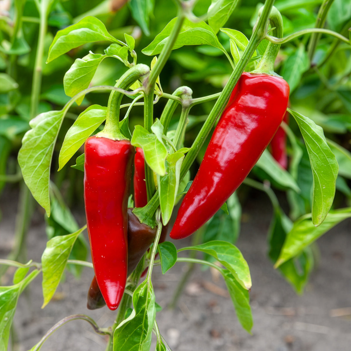 Chili ‘Gorria’ (Piment d’Espelette) - Capsicum annuum gorria - Willemse