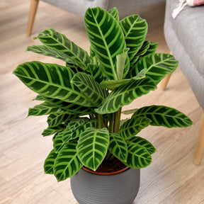 Korbmarante 'Zebrina' - Calathea zebrina - Nach Sorten