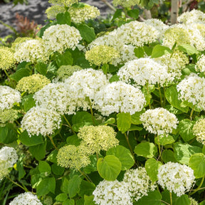 Verkauf Hortensie 'Strong Annabelle' - Hydrangea arborescens 'strong annabelle'