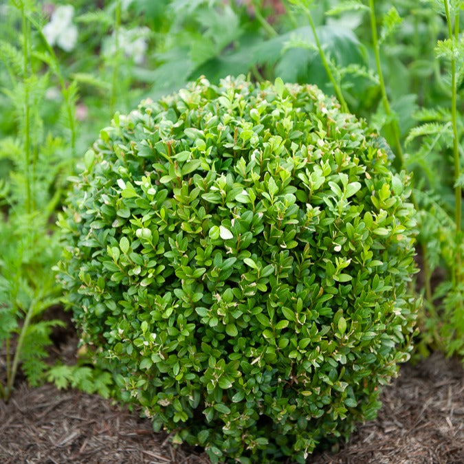 Buchsbaum Kugel - Buxus sempervirens - Willemse