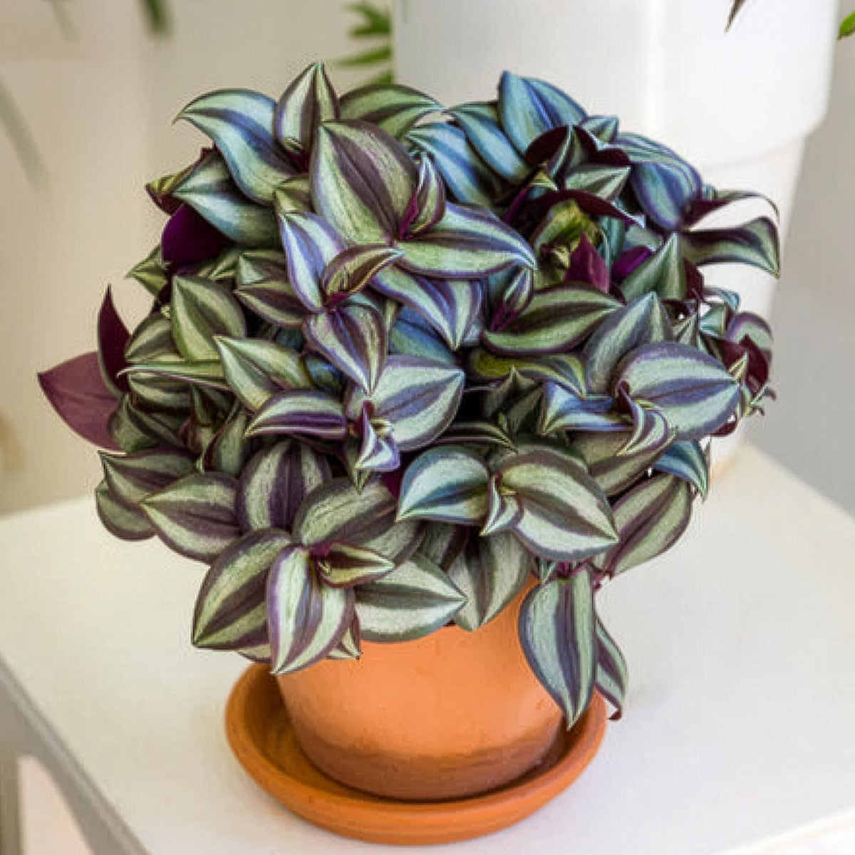 Zebrakraut - Tradescantia zebrina - Willemse