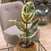 Tineke-Gummibaum - Ficus elastica Tineke - Zimmerpflanzen