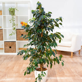 Birkenfeige 'Danielle' - Ficus benjamina Danielle - Willemse