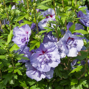 Hibiskus ‘Blue Chiffon’