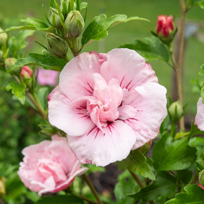 Garteneibisch ‘Pink Chiffon’ - Willemse