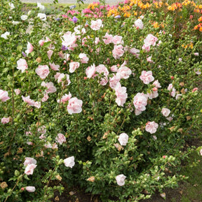 Hibiskus - Garteneibisch ‘Pink Chiffon’ - Hibiscus Syriacus Pink Chiffon