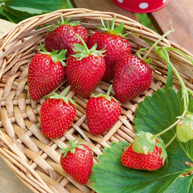 Erdbeer-Pflanze 'Cirafine' - Fragaria x ananassa Cirafine - Willemse