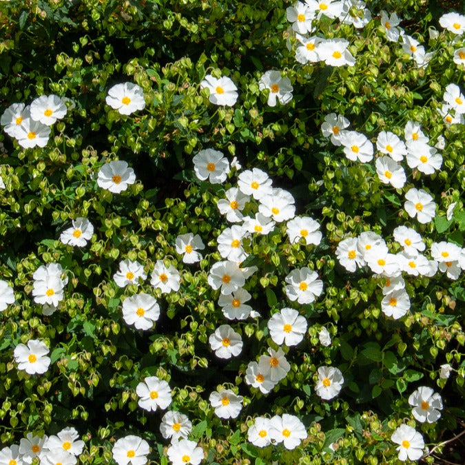 Korsische Zistrose - Willemse