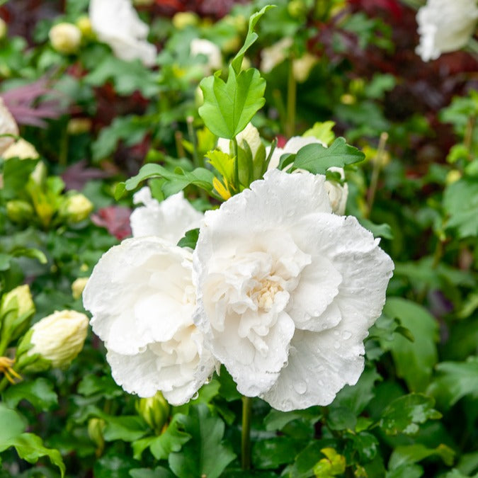 Hibiskus White Chiffon