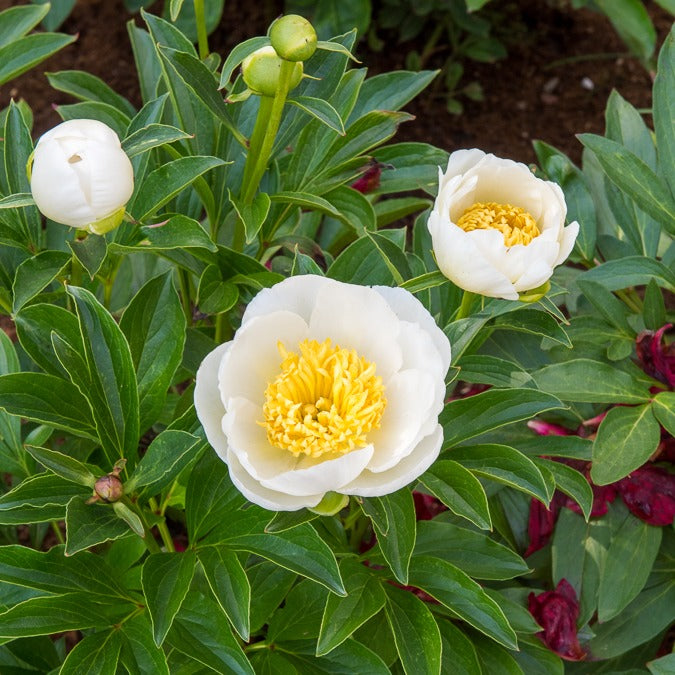 Pfingstrose Jan Van Leeuwen - Paeonia lactiflora Jan Van Leeuwen - Willemse