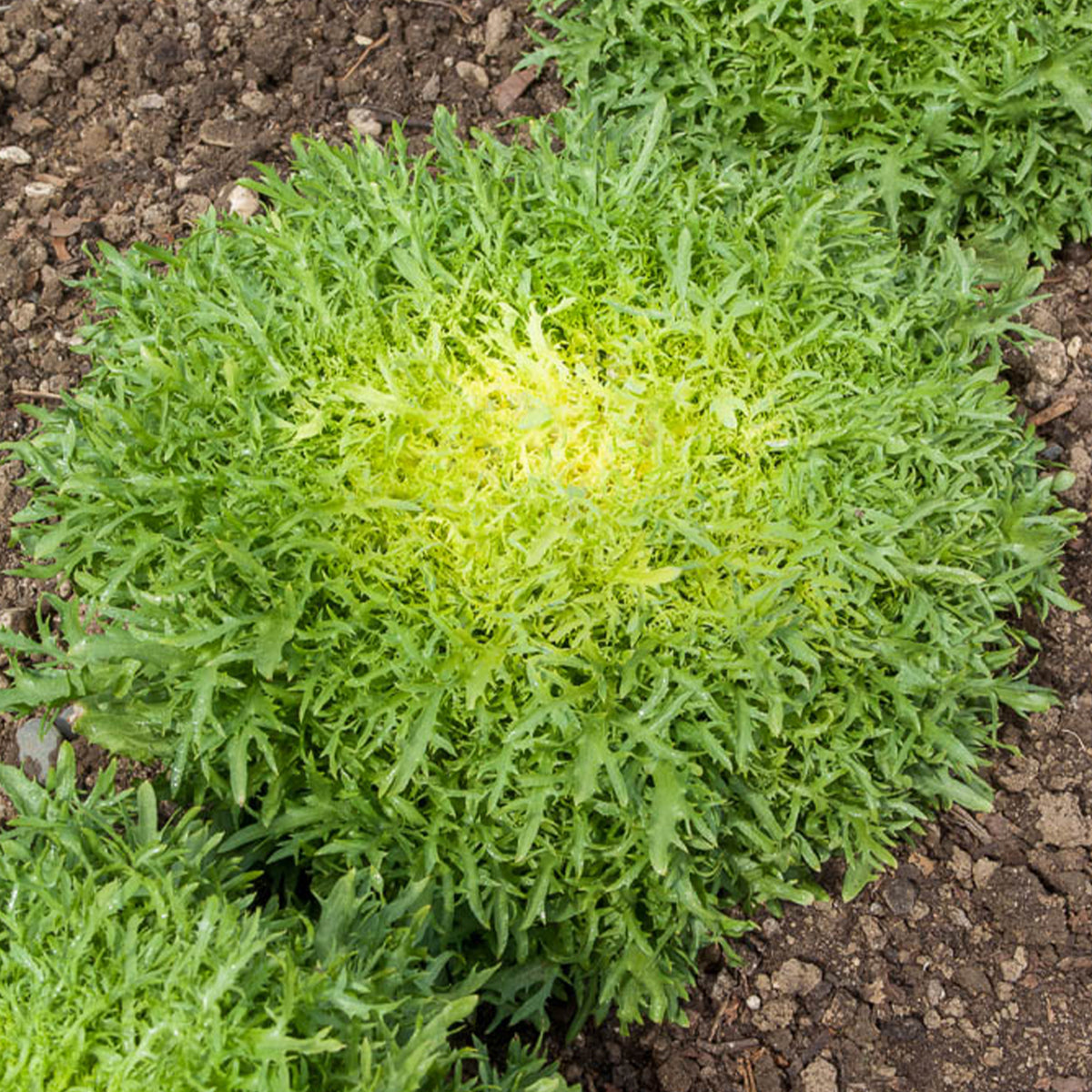 Friséesalat ‘Fine de Louviers’ - Cichorum endivia crispum fine de louviers - Willemse