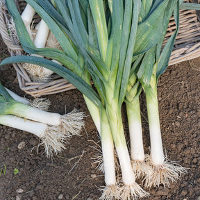 Porree ‘Bleu de Solaise’ - Allium porrum bleu de solaise - Willemse