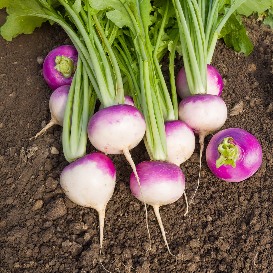 Speiserübe ‘De Nancy’ - Brassica rapa de nancy - Willemse