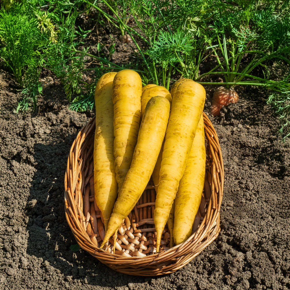 Gelbe Möhre ‘Jaune de Lobberich’ - Daucus carota jaune de lobberich jaune du doubs - Willemse