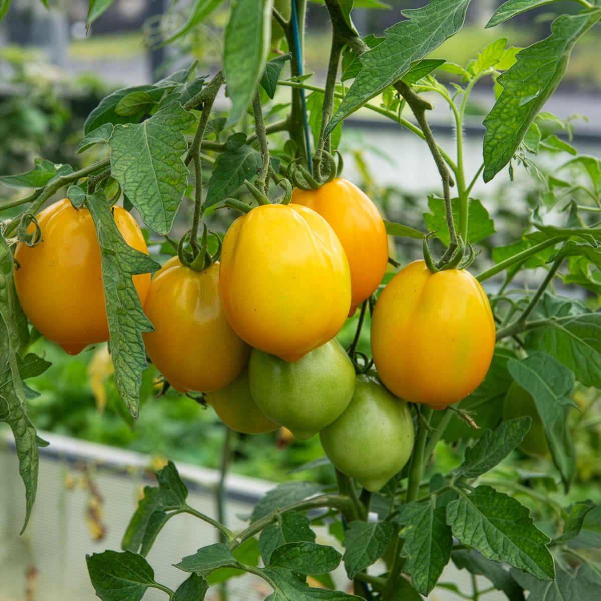 Tomate ‘Lemon Tree’ - Willemse