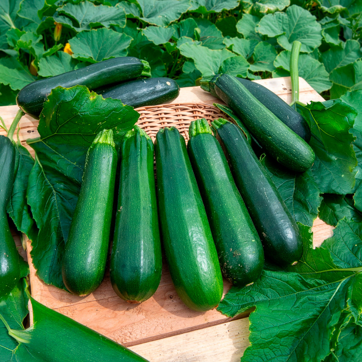 Zucchini ‘Verte non coureuse’ Bio - Willemse