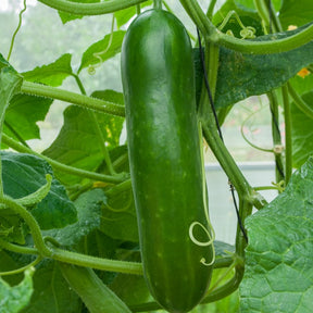 Samen für Gurken - Salatgurke ‘Vert long maraîcher’ - Cucumis sativus vert long maraîcher