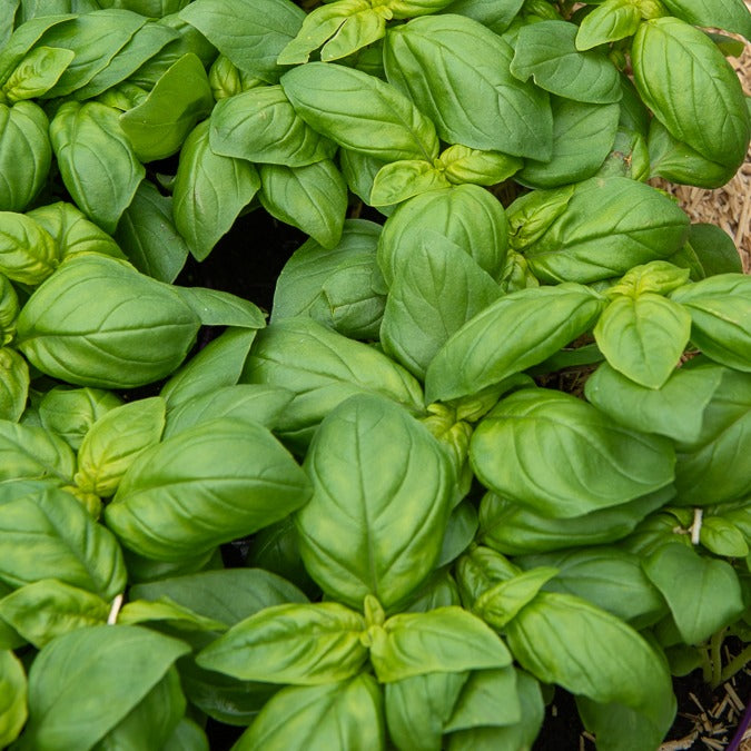 Basilikum ‘Grand Vert’ - Ocimum basilicum Grand Vert - Willemse