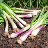 Winterzwiebel (Lauchzwiebel) ‘Commune Rouge’ - Allium fistulosum - Willemse