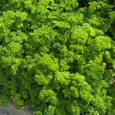 Krause Petersilie Bravour - Petroselinum crispum Bravour - Willemse