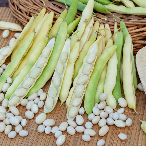 Buschbohne ‘Coco blanc précoce’