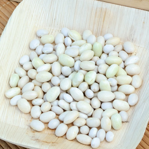 Buschbohne ‘Coco blanc précoce’ - Phaseolus vulgaris coco blanc précoce - Willemse