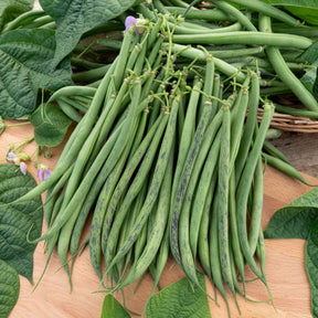 Buschbohne fein ‘Triomphe de Farcy’ - Phaseolus vulgaris nain fin triomphe de farcy - Willemse
