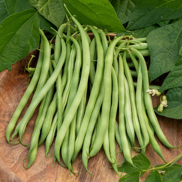 Buschbohne extra-fein ‘Argus’ - Phaseolus vulgaris argus - Willemse