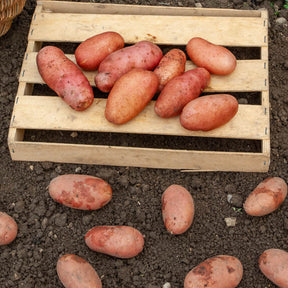 Kartoffel ‘Rose de France’ - Solanum tuberosum rose de france (cirielle) - Willemse