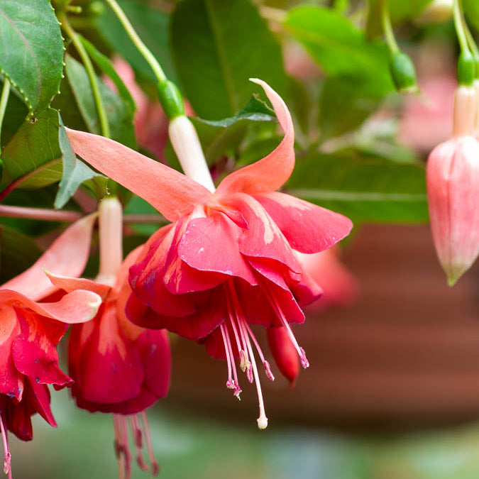 Hängende Fuchsien Bicentennial (x3) - Willemse