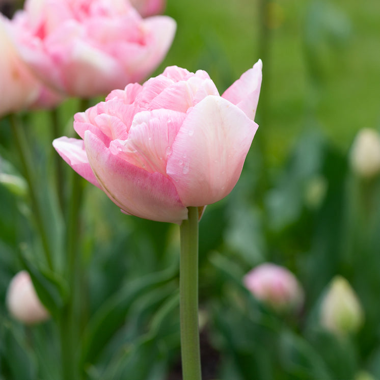 Tulpe Angelique (x10) - Tulipa angélique - Willemse