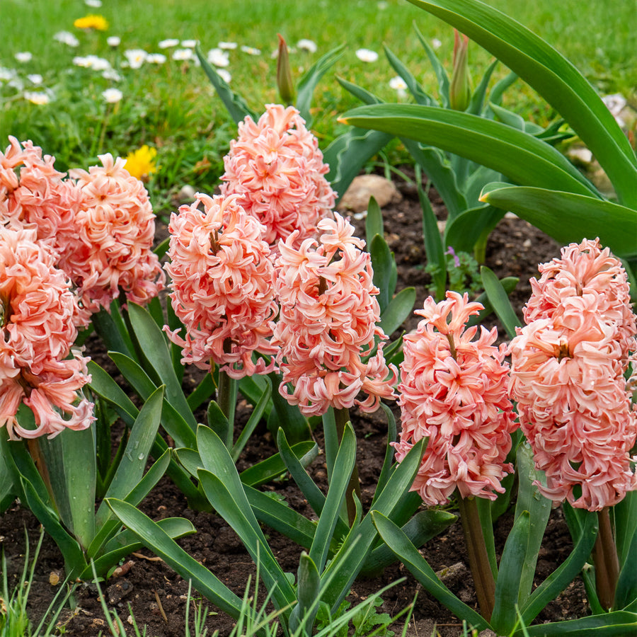 Hyazinthe 'Gipsy Queen' (x6) - Hyacinthus orientalis gipsy queen - Willemse