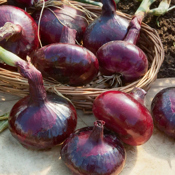 Zwiebel 'Rote Braunschweiger' - Allium cepa de brunswick - Willemse