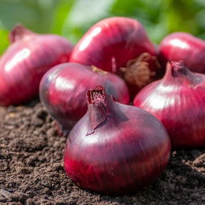 Allium cepa de brunswick - Zwiebel 'Rote Braunschweiger' - Zwiebelzwiebeln