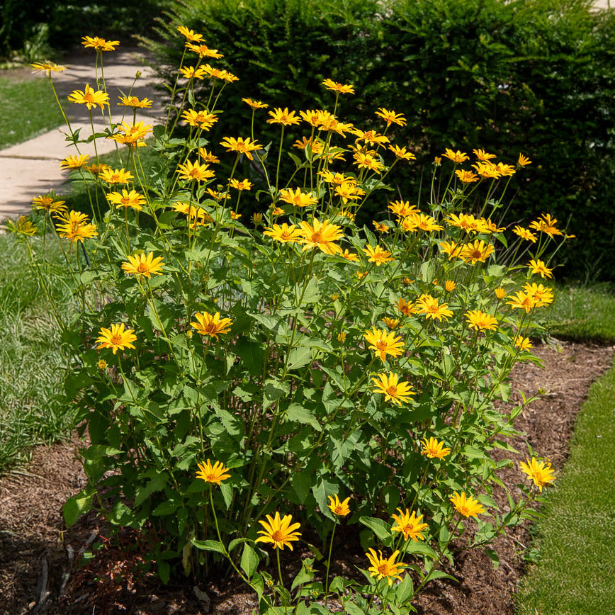 Sonnenauge (x5) - Heliopsis scabra - Willemse
