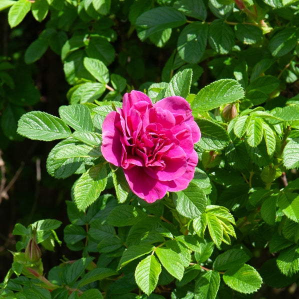 Botanische Rosen (x2) - Rosa rugosa hansa , boule de neige - Willemse