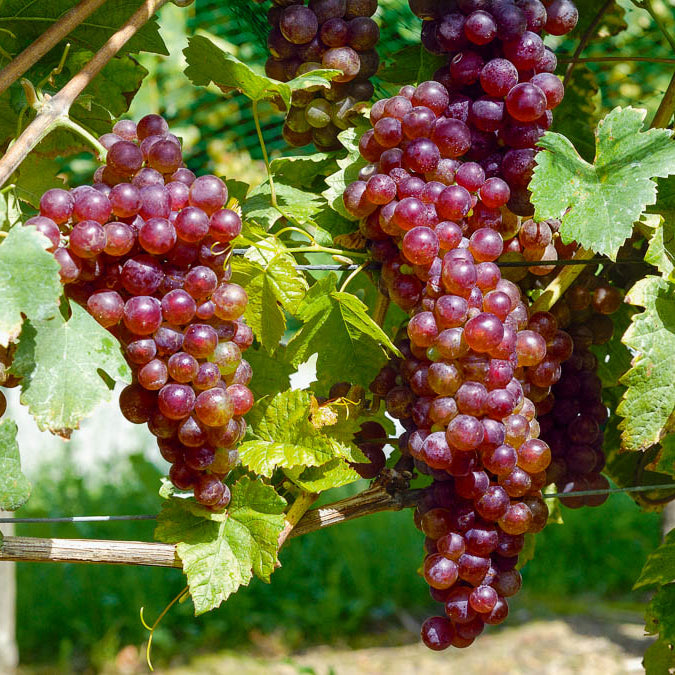 Vitis vinifera Chasselas rose - Tafeltraube ‘Chasselas Rose’ - Weinrebe
